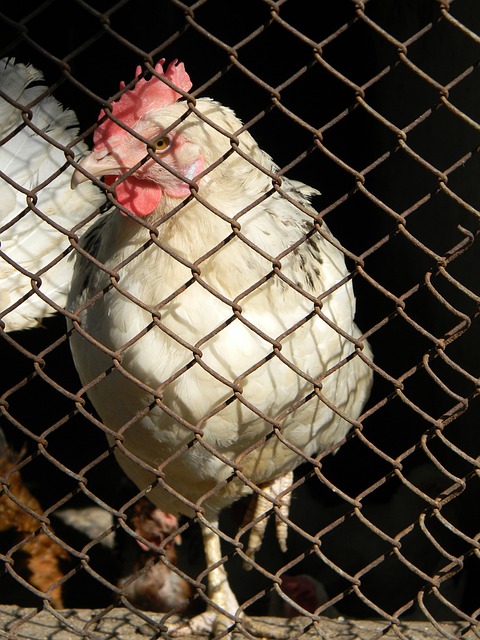 比赛中迅速 比赛中迅速