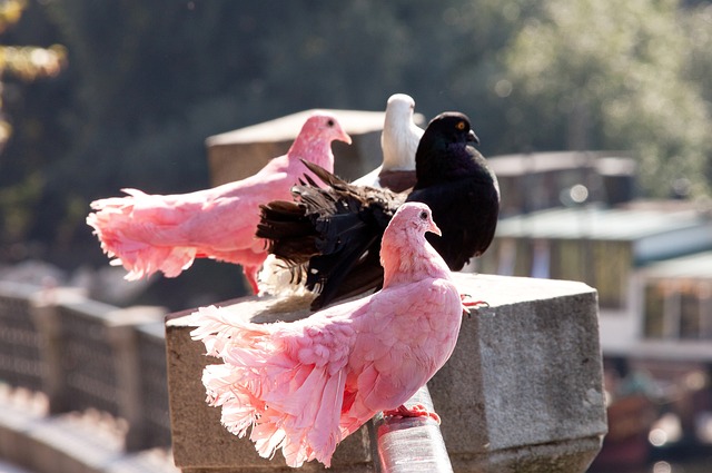 巴尔加斯的 巴尔加斯的